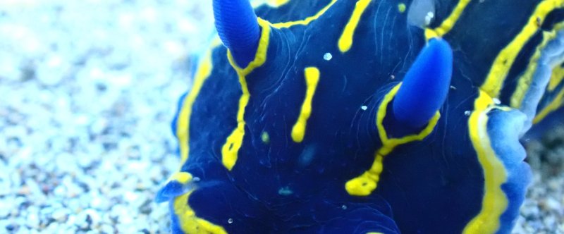 a close up of a toy animal